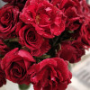 Amit Kushwaha