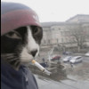 Meowmeow