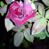 Khodiyar Organic far