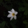 Suhaiye