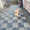 Shubh