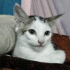 Muqeeb